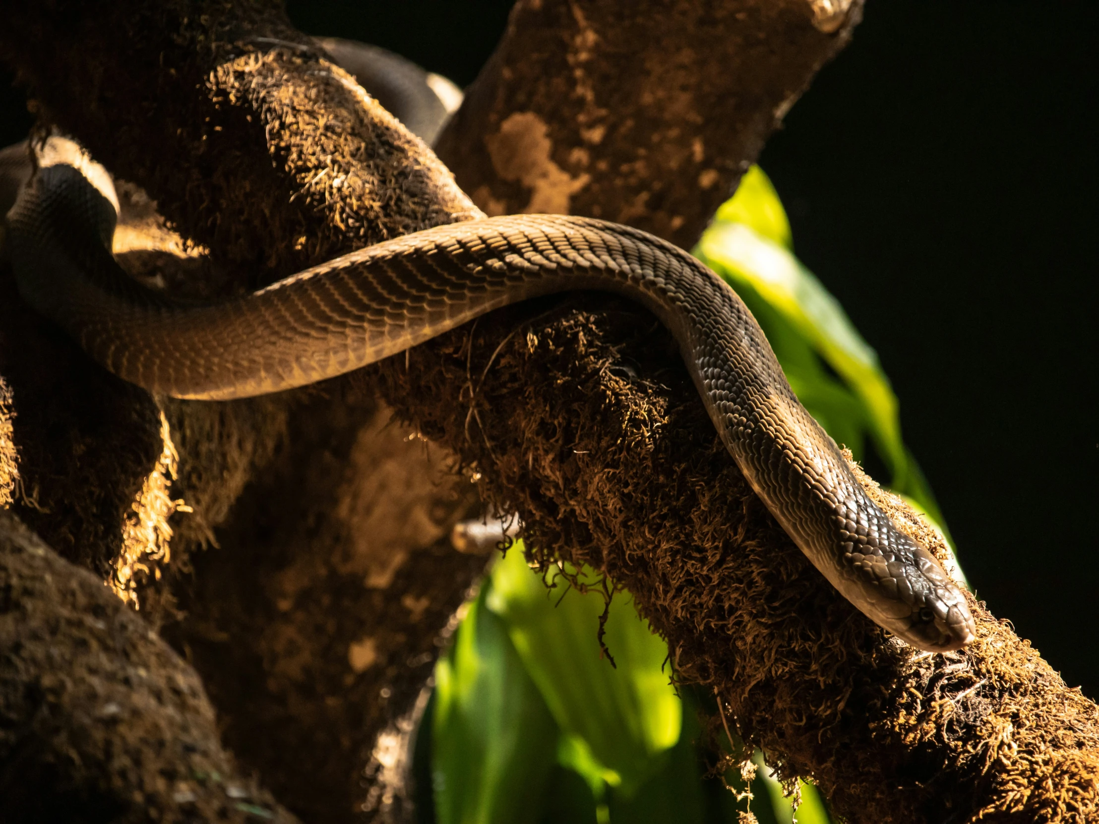 there is an orange and brown snake on a tree nch