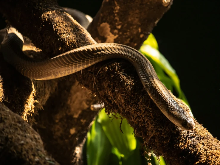 there is an orange and brown snake on a tree nch