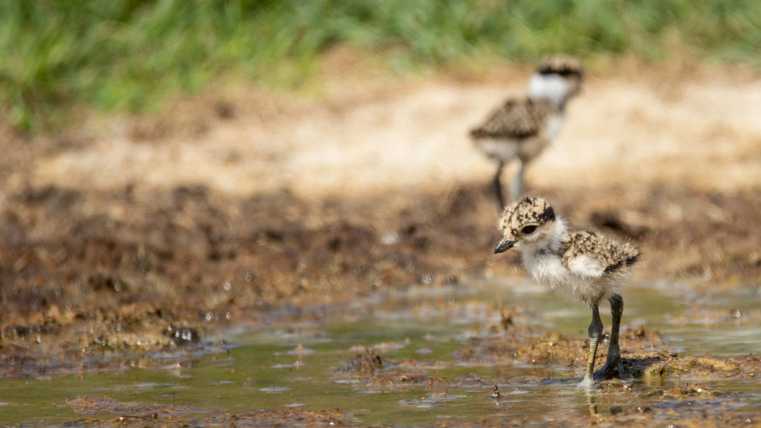 two little birds stand in shallow waters near grass