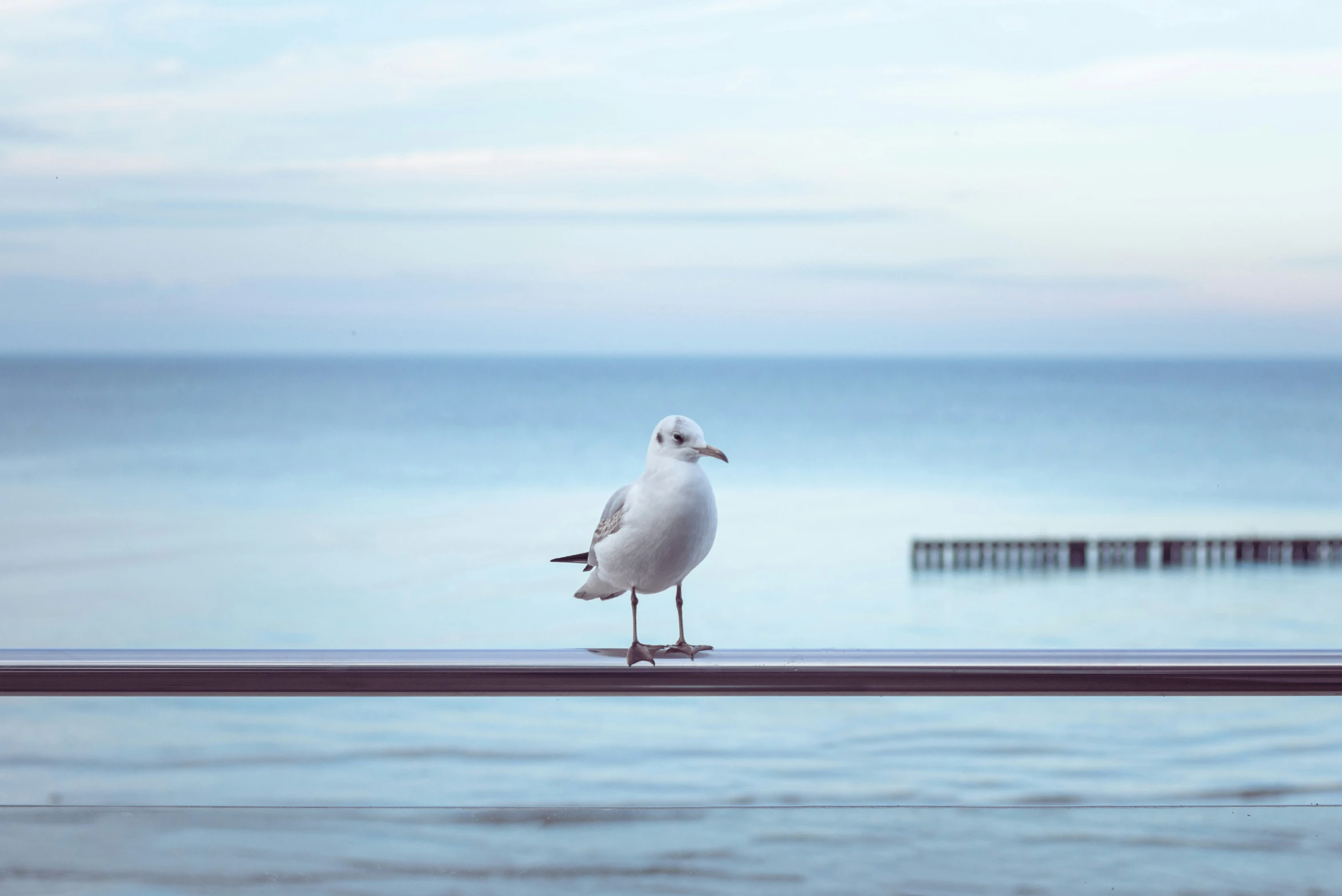 a seagull stands on top of a ledge overlooking the ocean