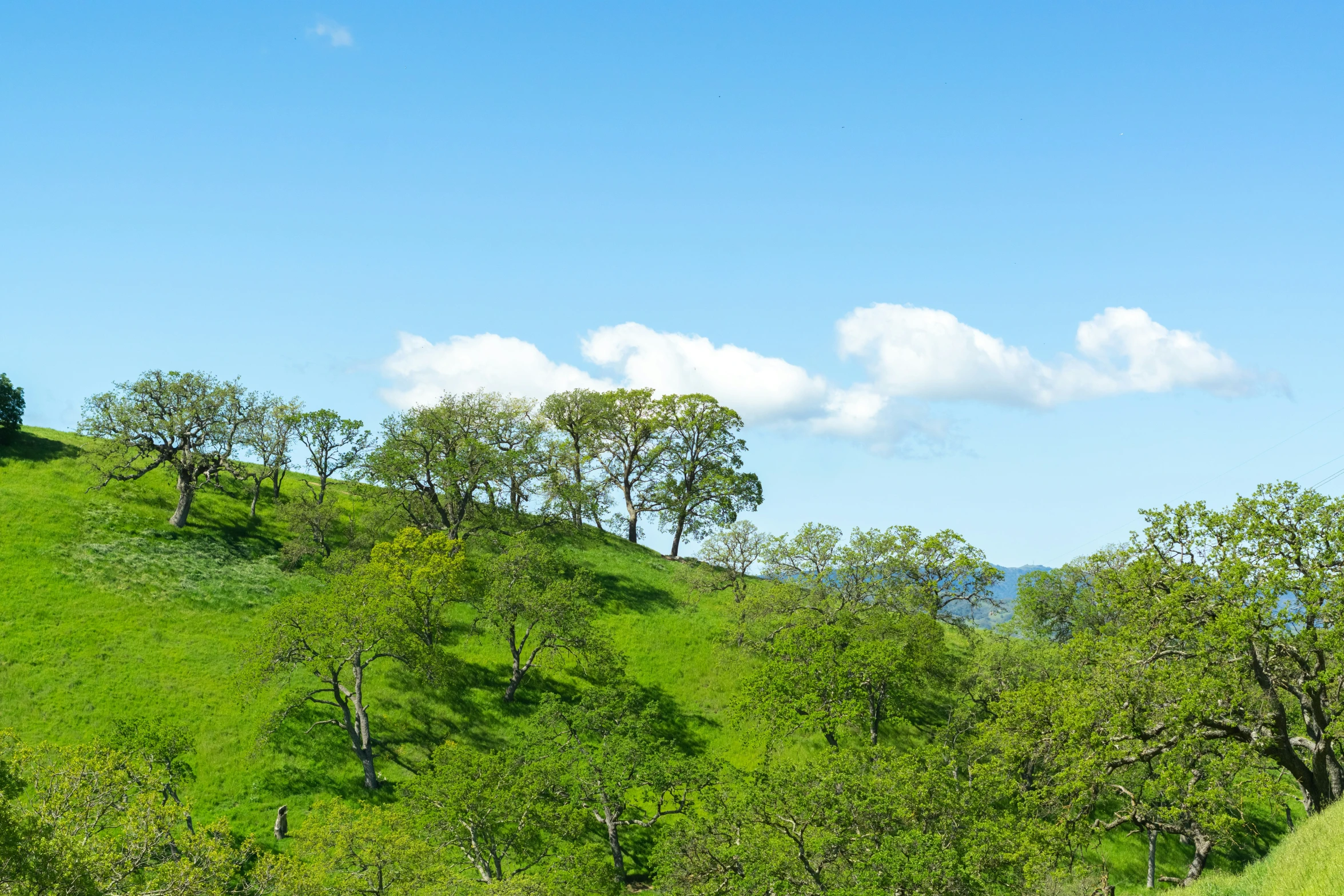 a cow is standing on the hillside eating grass