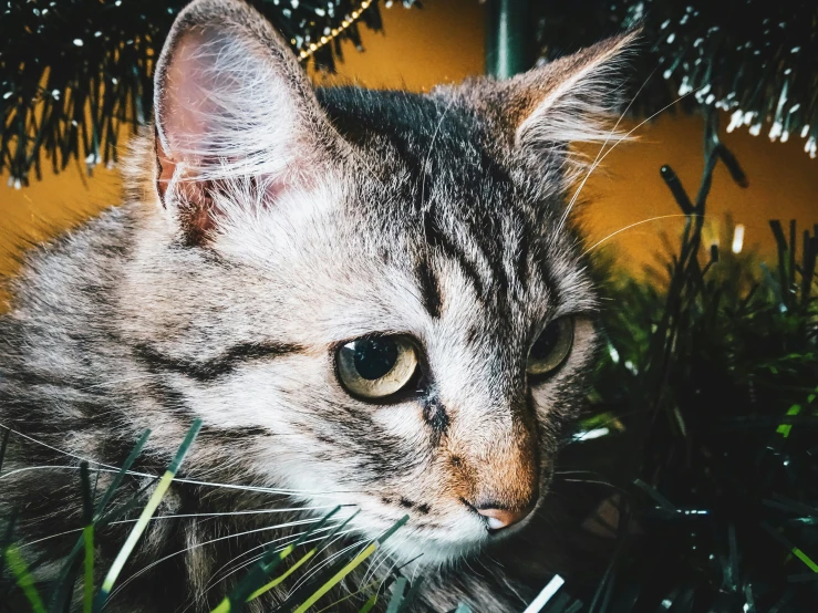 a cat sits outside under a pine tree