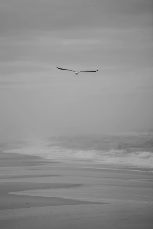 a very big pretty bird flying over the ocean