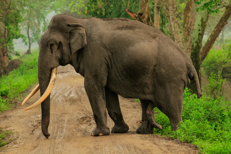 a large elephant on a dirt road in the wilderness