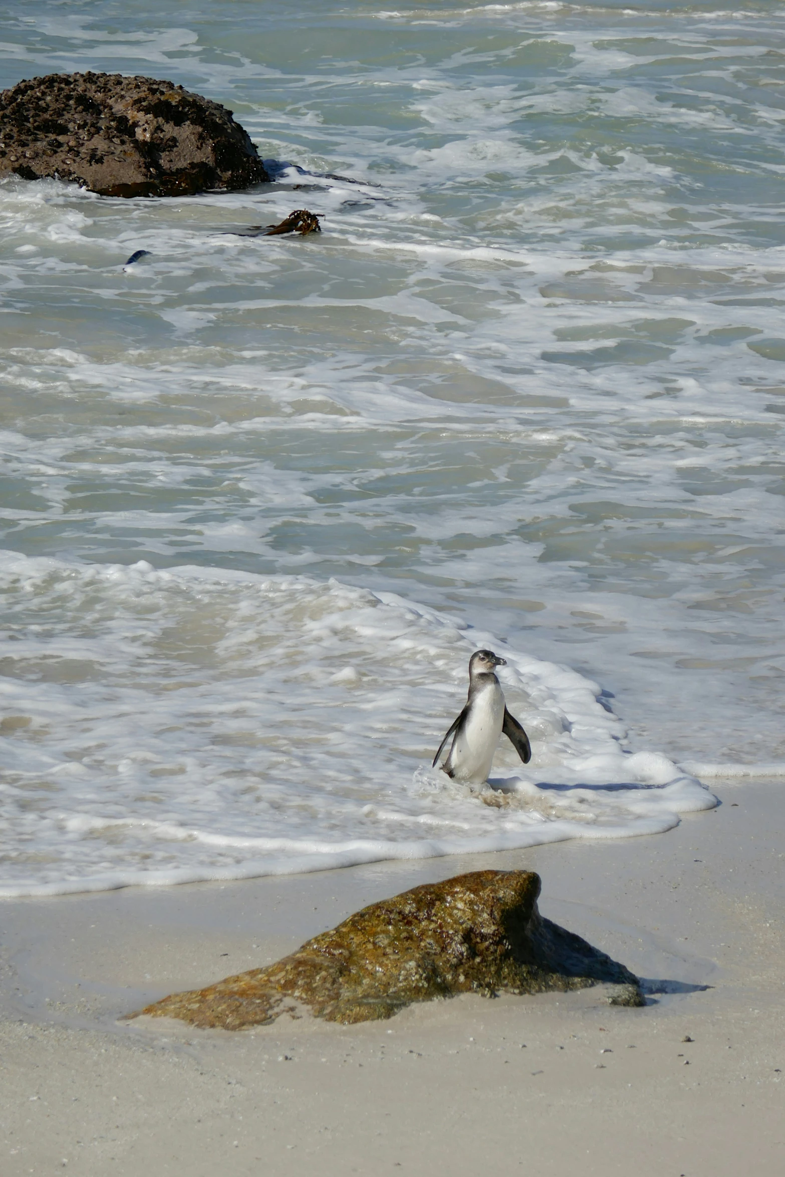 a seagull standing on the edge of the ocean looking at the water