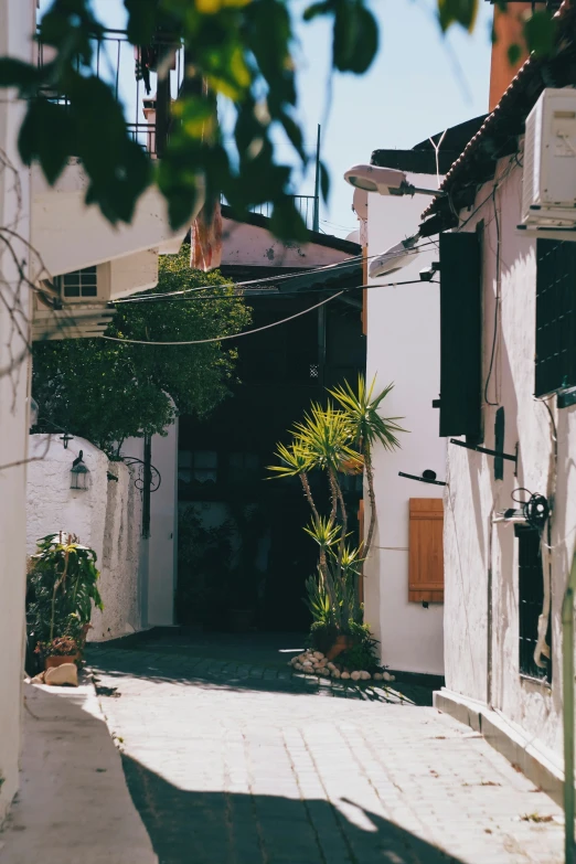 a very small alley with a pretty palm tree