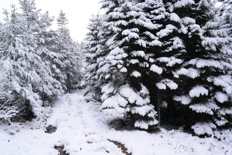 a road with trees that are covered in snow