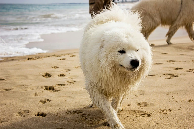 the dog is walking on a sandy beach