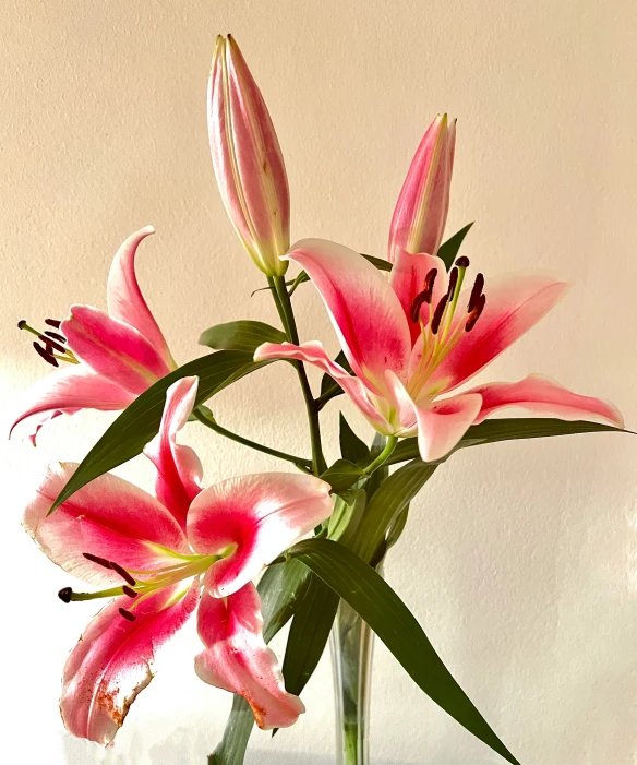 pink flowers are arranged in a vase with green stems