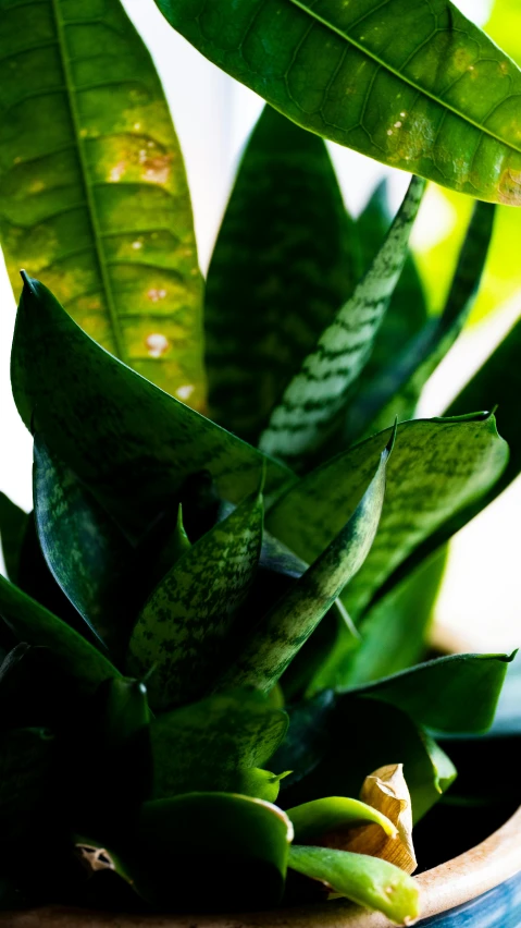 a close up of some very pretty looking plants