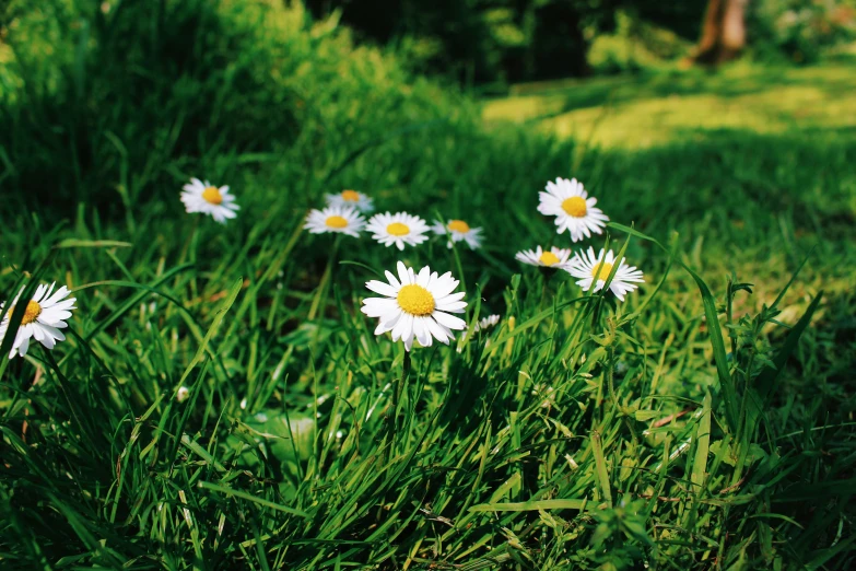 daisy flowers in the green grass near some trees