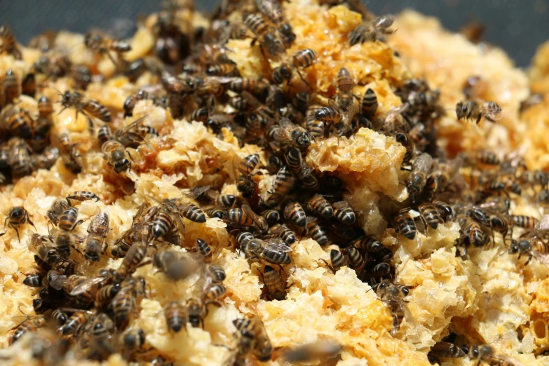 many bees in their environment on the bottom of a table