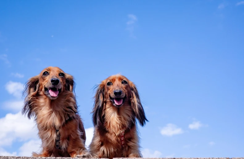 two dogs that are sitting in the dirt