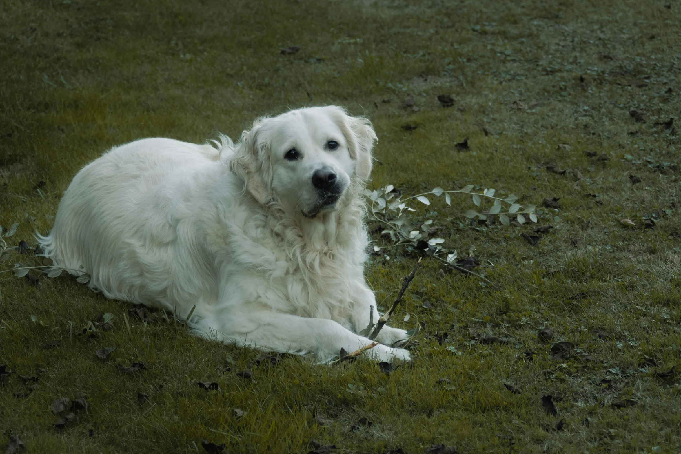 the large white dog is laying down in the grass
