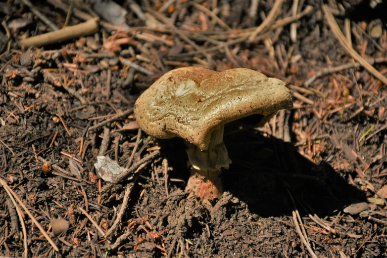 a mushroom in the ground next to a pile of twigs