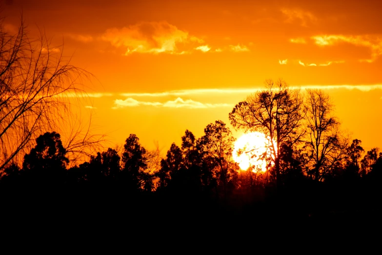 the sun rises behind the silhouette of many trees