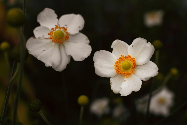 two white flowers are growing in the field