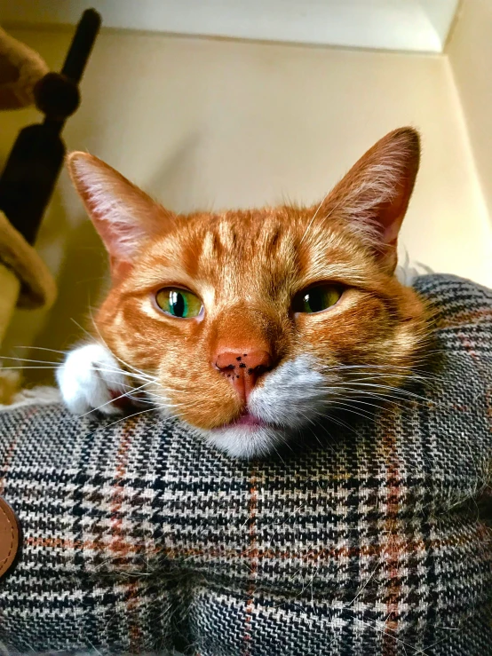 a orange cat sitting on top of a couch