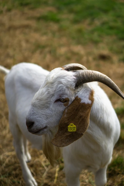 a close - up of a goat with a patch in its ear