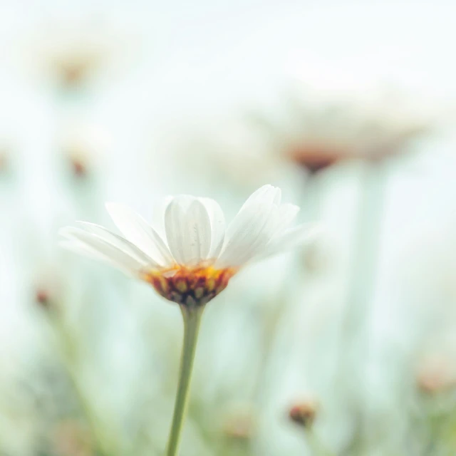 blurry image of a white daisy flower