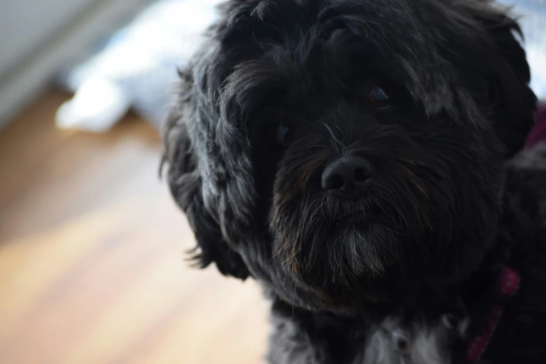 a black puppy standing on a hard wood floor