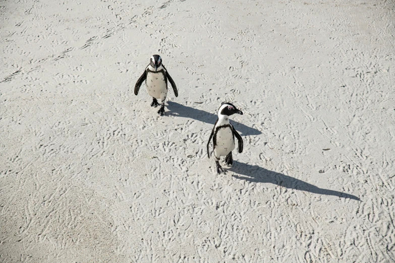 two penguins walking side by side on a sandy area