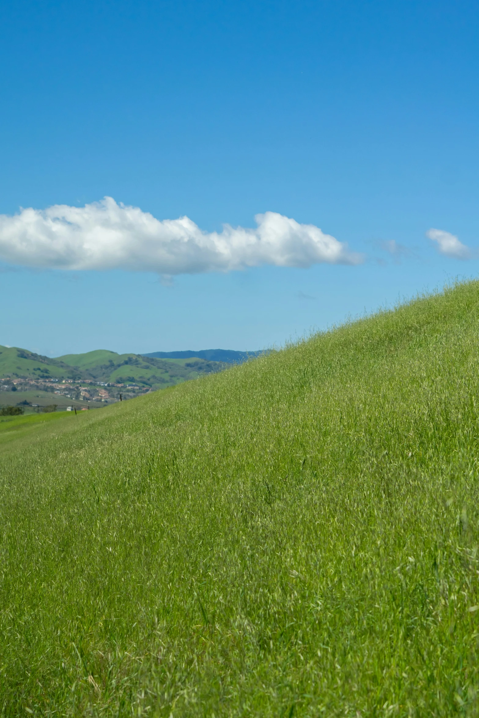 two sheep standing on a lush green hill