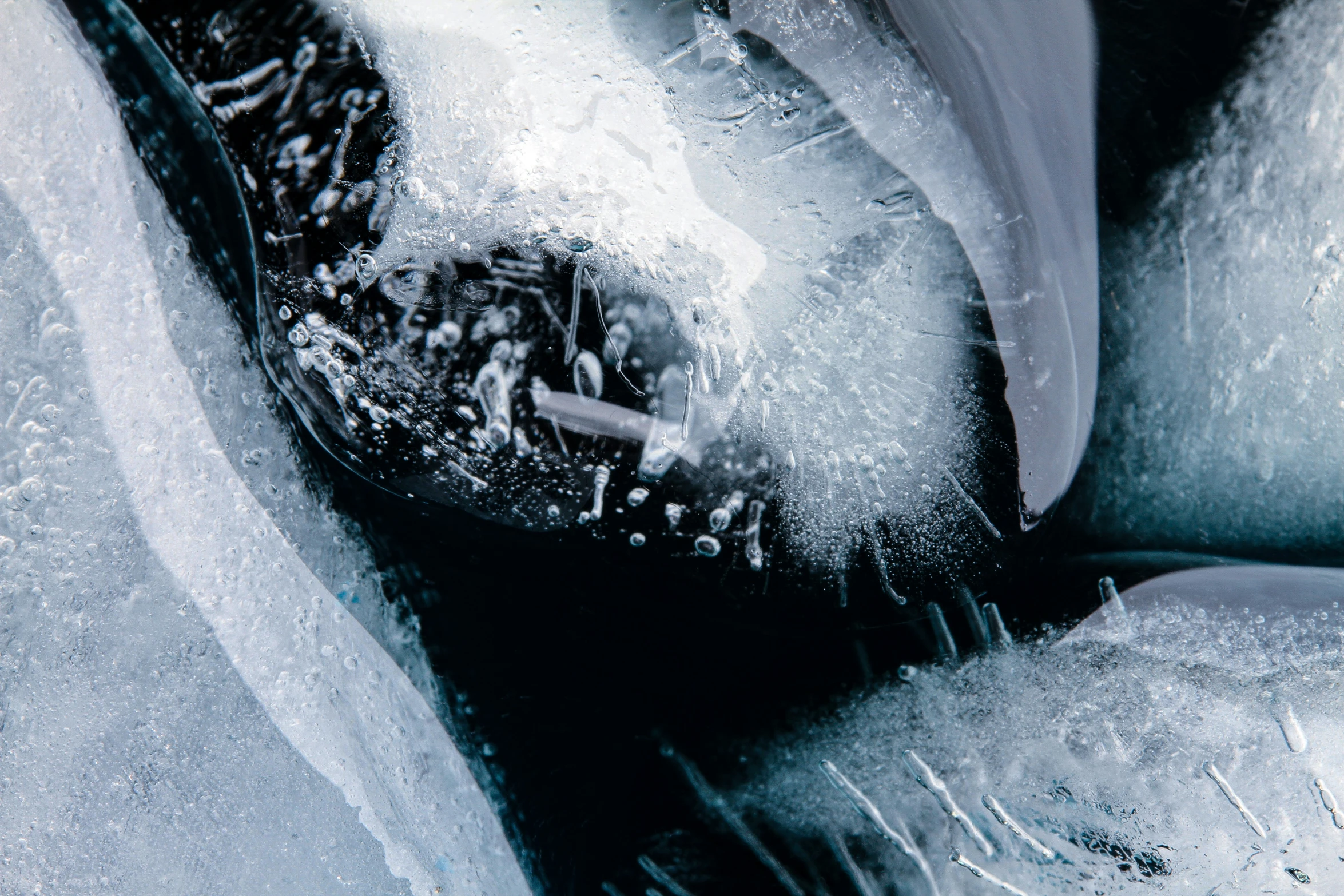 an extreme close up s of a plant and snow