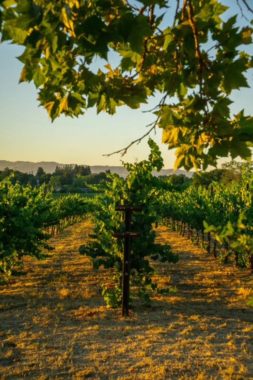 the view of a vineyard from between rows of vines