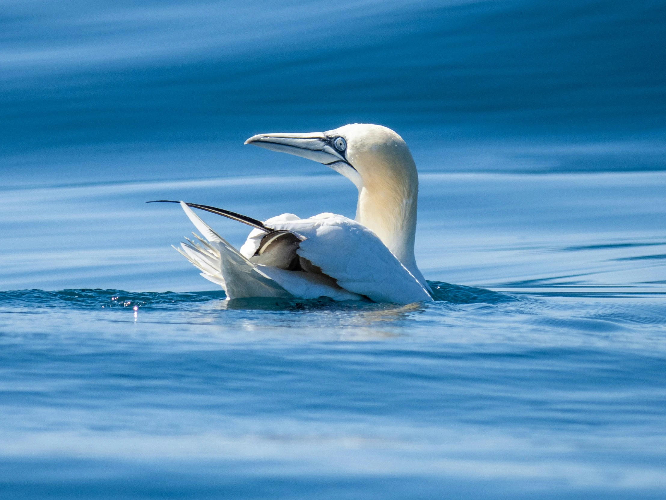 a white and black bird in the water with it's head up