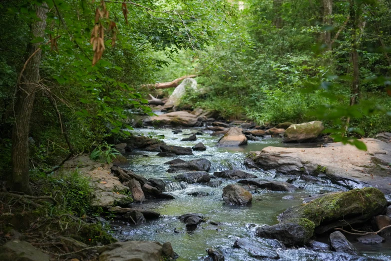 a stream in the forest surrounded by rocks