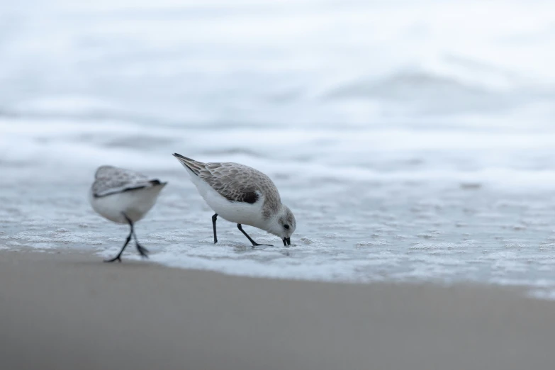 two small birds standing next to the ocean