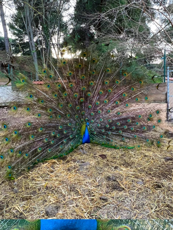 peacock displaying feathers from his peacock enclosure with water in the background