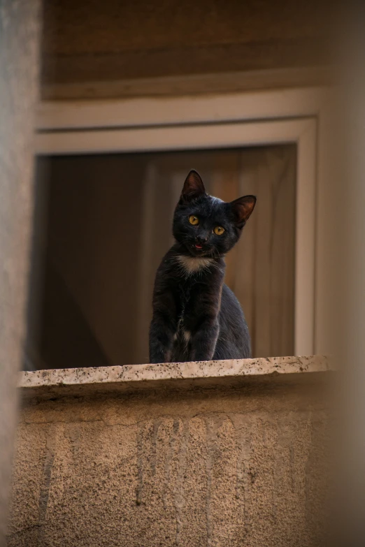 a black cat sitting on a ledge of a window