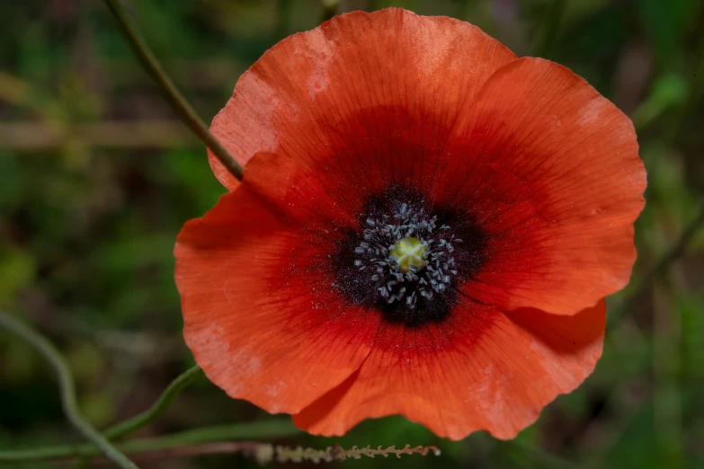 the large red flower has very long stigma