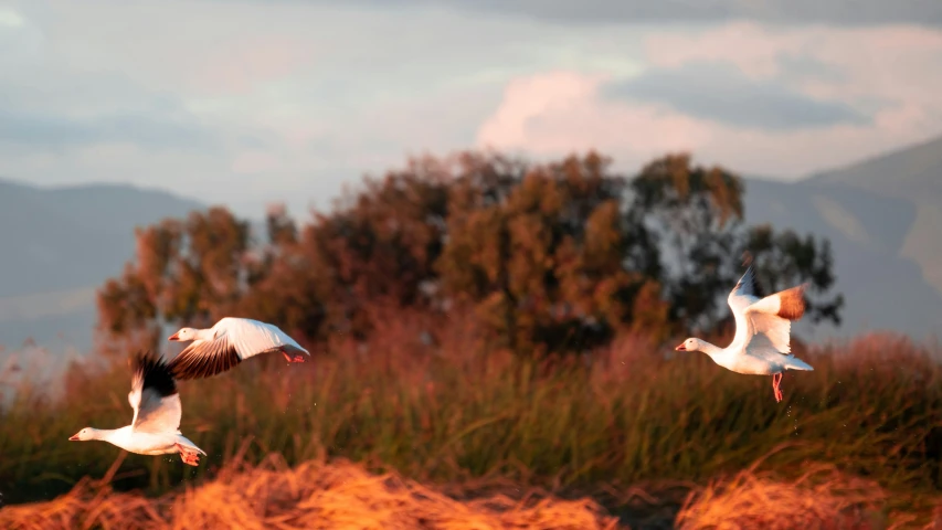 the birds are flying over the grass by the trees