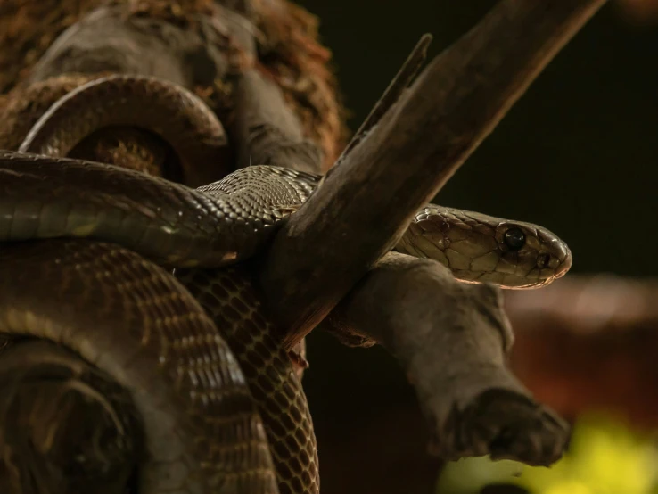 a close up of the head and tail of a large snake