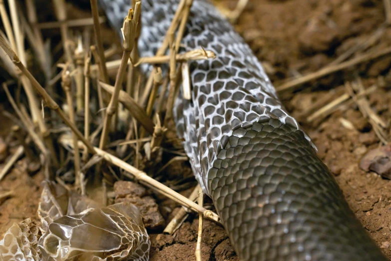 a snake laying on the ground next to a grass plant