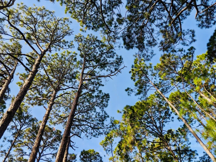 tall pine trees line up against a blue sky