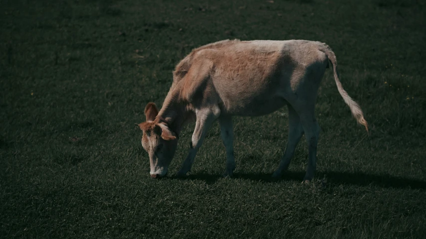 a cow is grazing in a grassy field