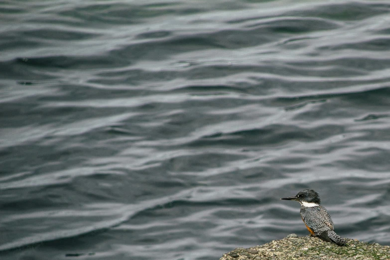 the small bird is sitting on the rock in front of the water