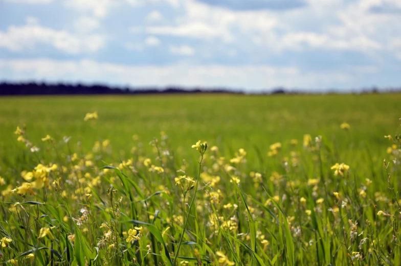 there is a large green field with lots of yellow flowers