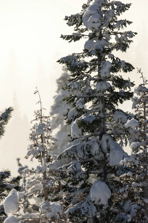 there are snow covered pine trees and the sky in the background