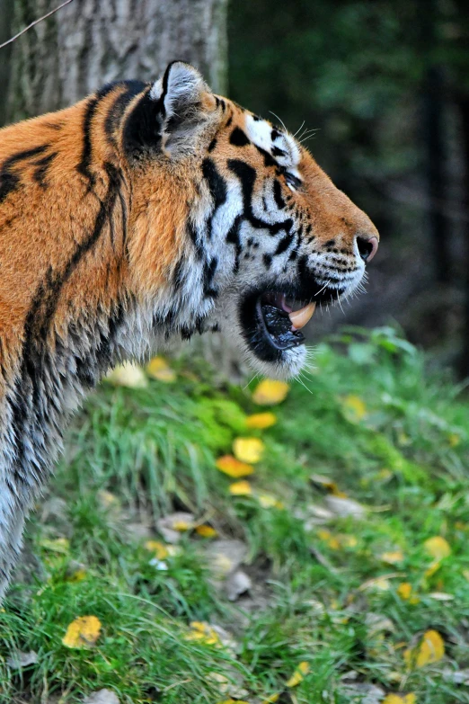 a close up of a tiger yawning in a field