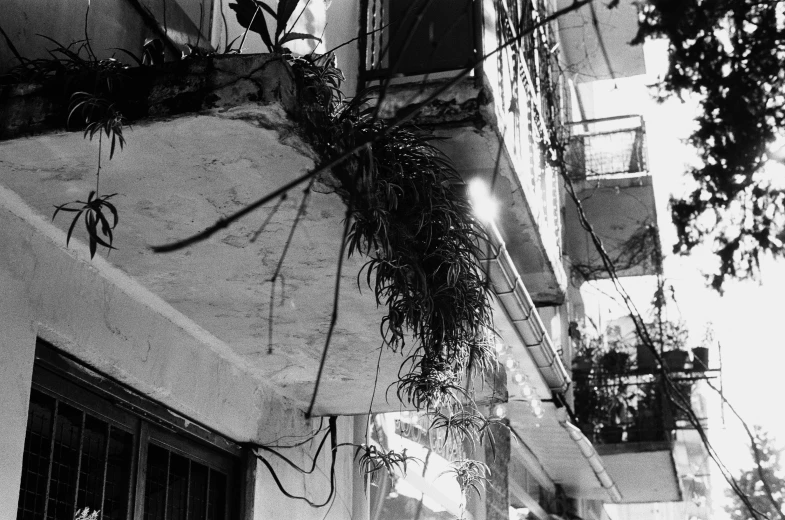 hanging plants decorate the walls of a city building