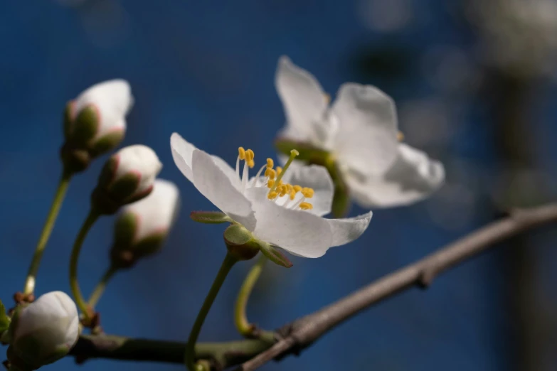 white flowers are growing from a nch