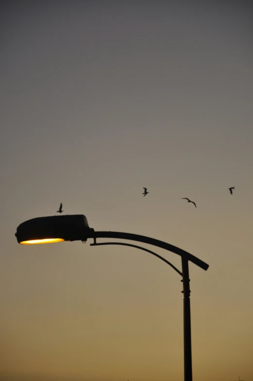 some birds flying and sitting on top of the street light