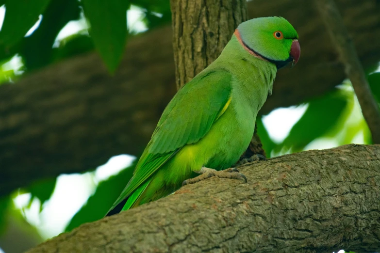 a green parrot sitting on top of a tree nch