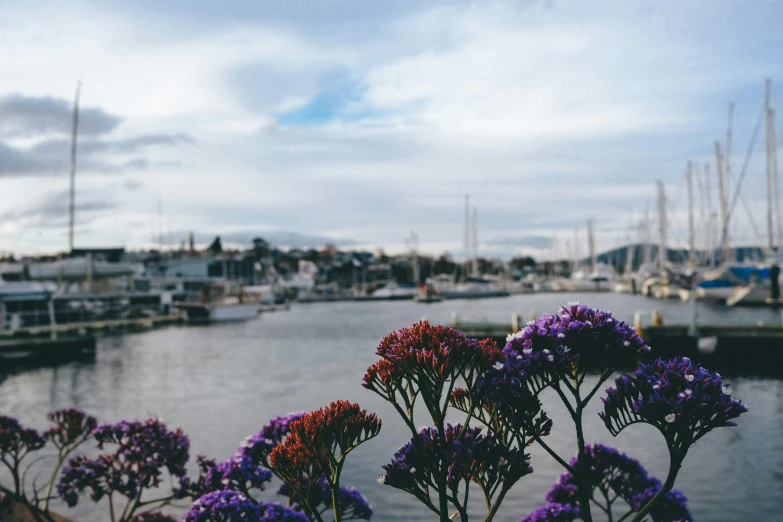 colorful flowers grow outside a window at the harbor