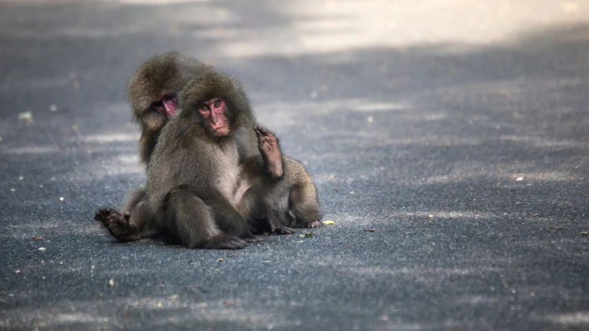 a small monkey sitting on the ground in front of a tree